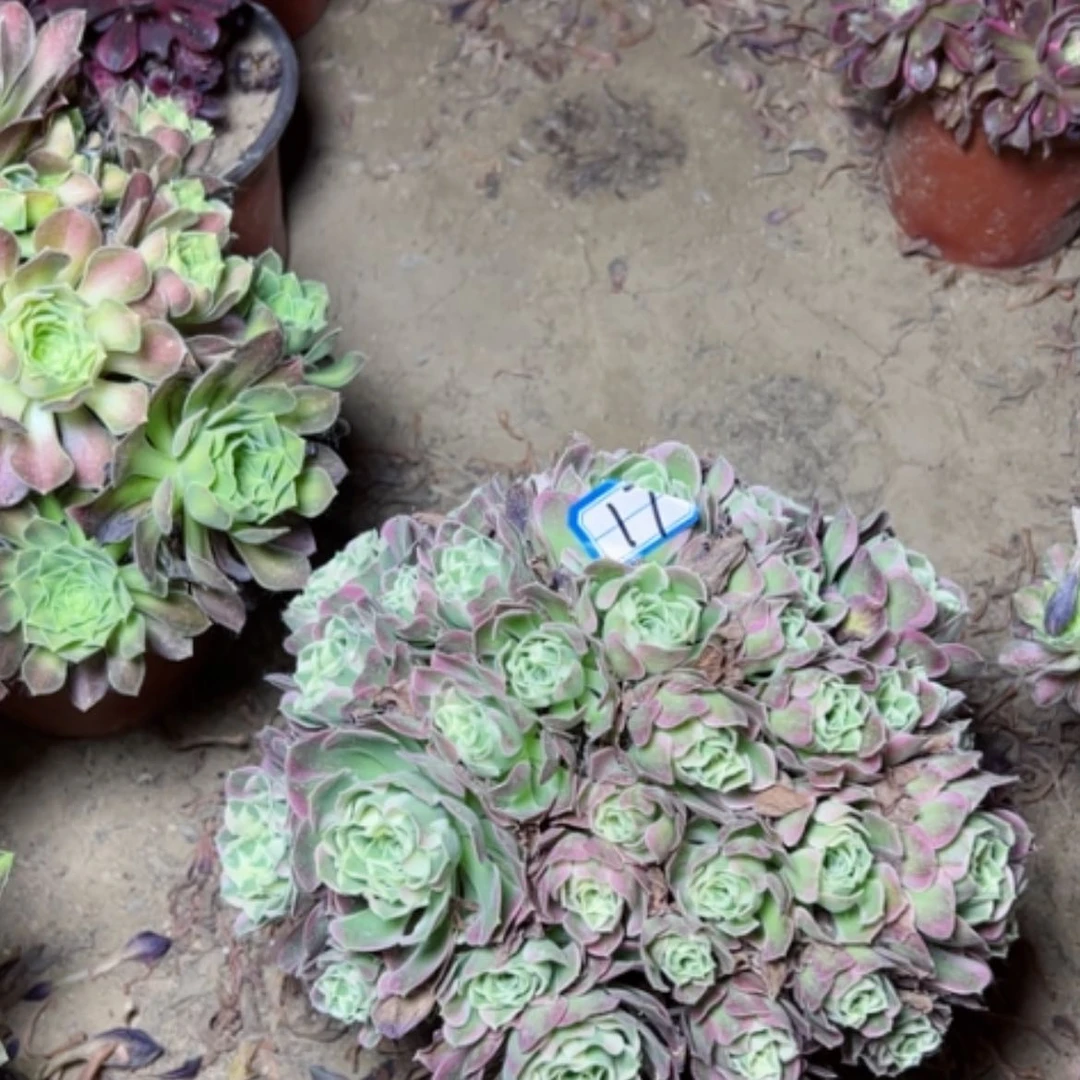 【闪购商品】多肉植物白凤17