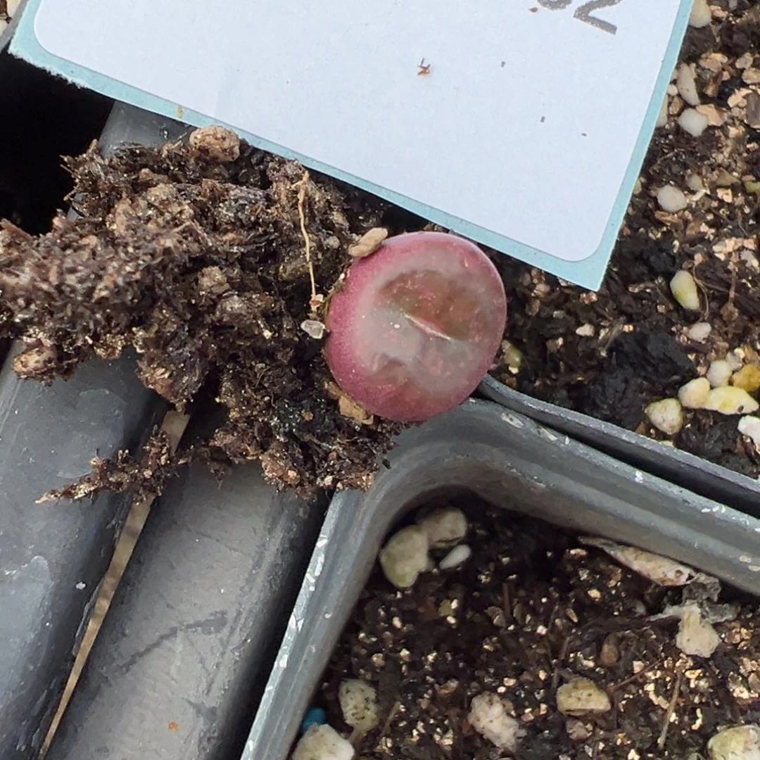 14-62肉锥多肉植物，