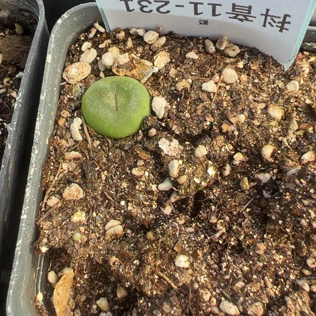 11-231肉锥多肉植物，