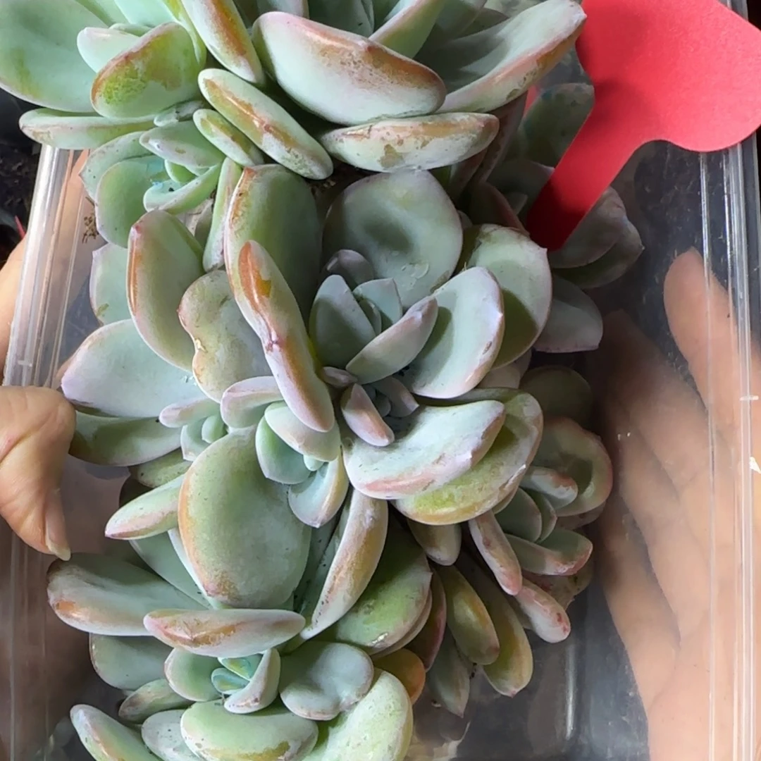 5颗三头韩版奶茶一物一拍