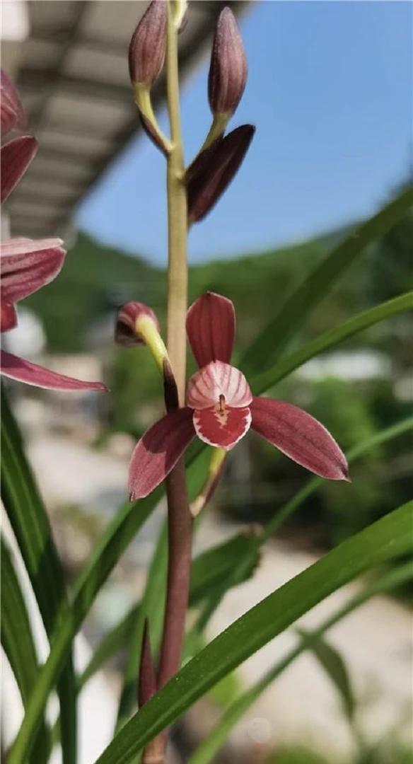 兰花一物一拍 直播链接
