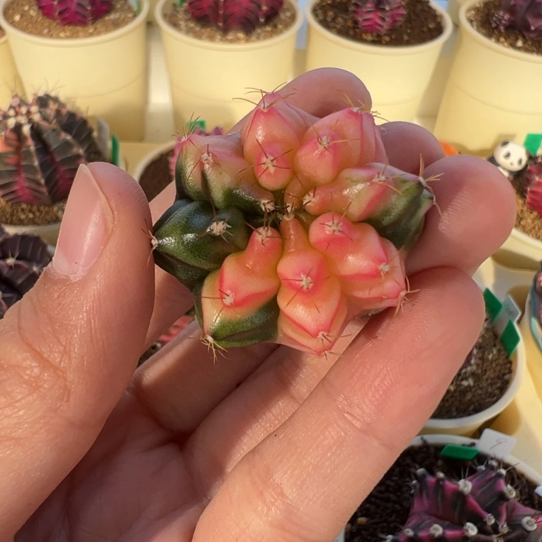 167 好看的米哈冲冲冲