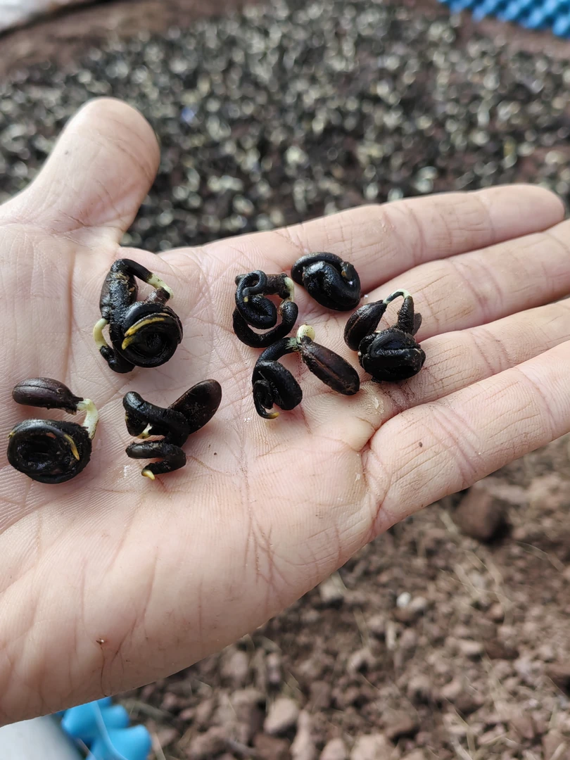 紧凑型急弯坨子金弹子成型种子