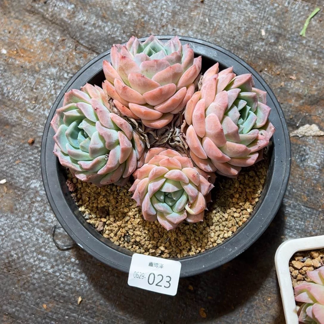 红****驴定向6.29-023 四头纯爱