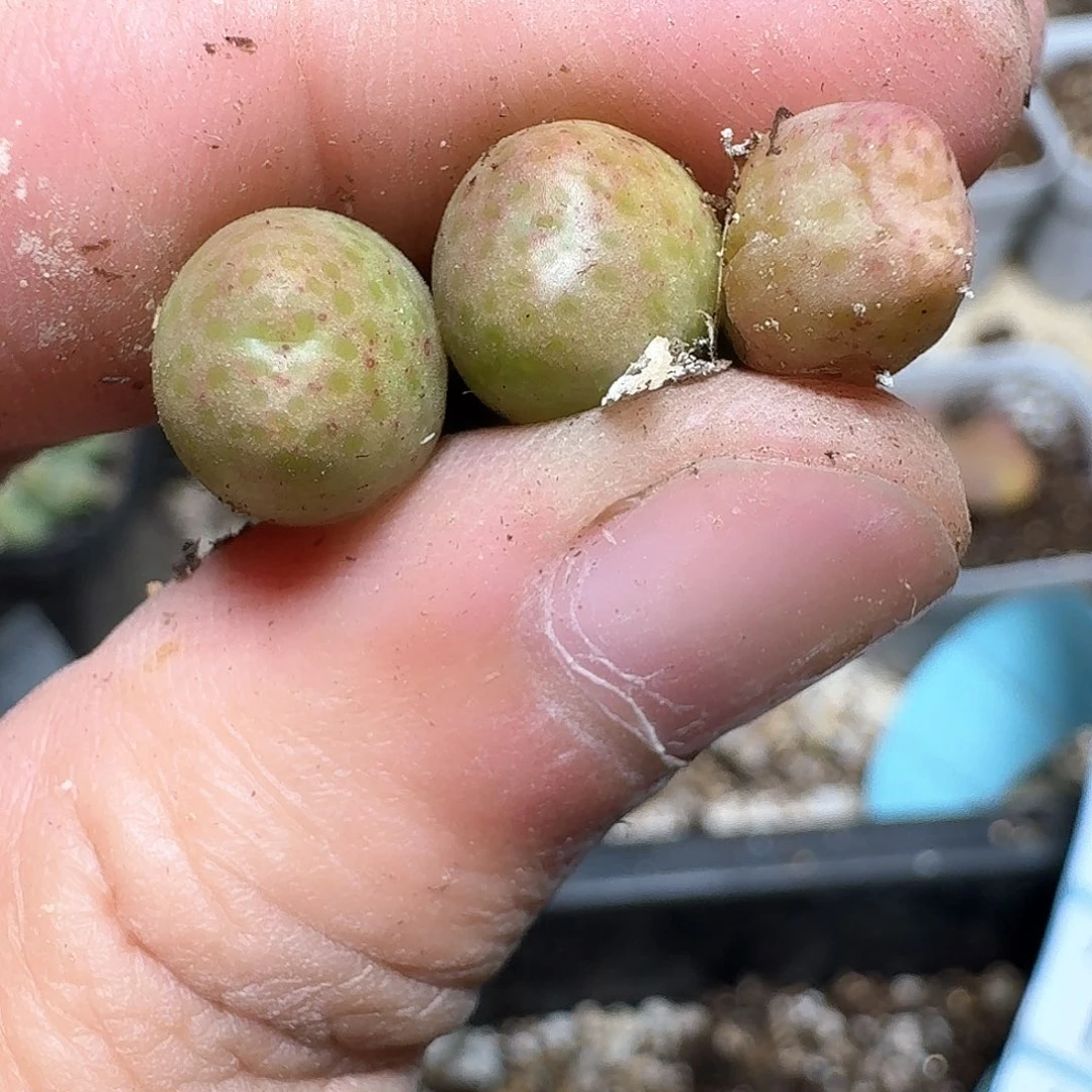 3颗一组量拍多肉植物955d单头