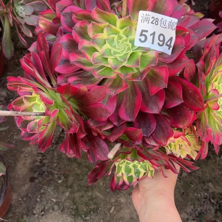 5194天和多肉植物