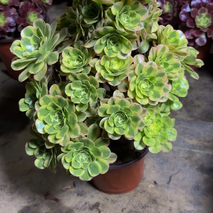 瑞妈，。。。。。。925。保时捷