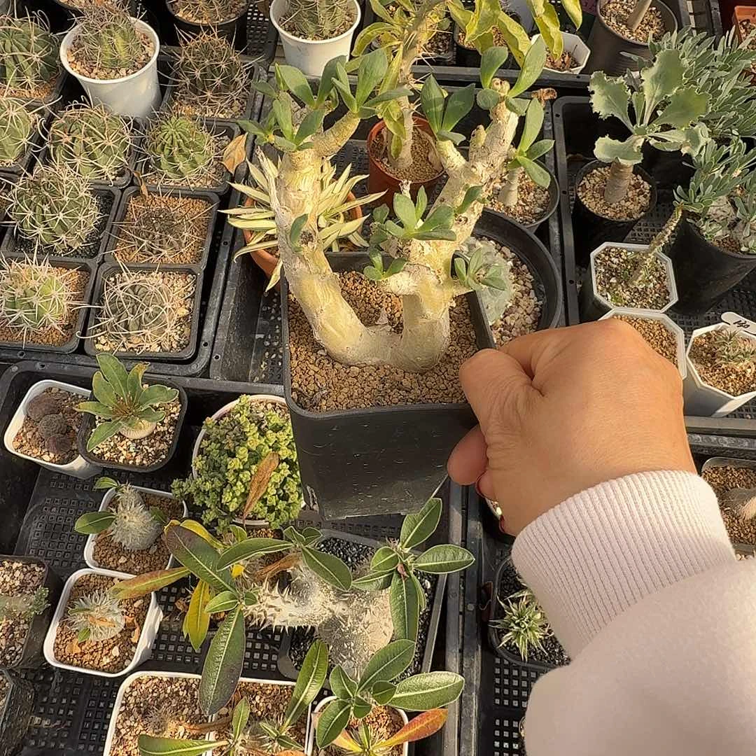 万物想脱土发货50