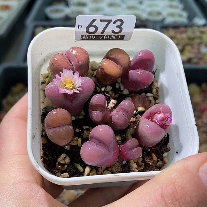 大舅生石花肉锥多肉673