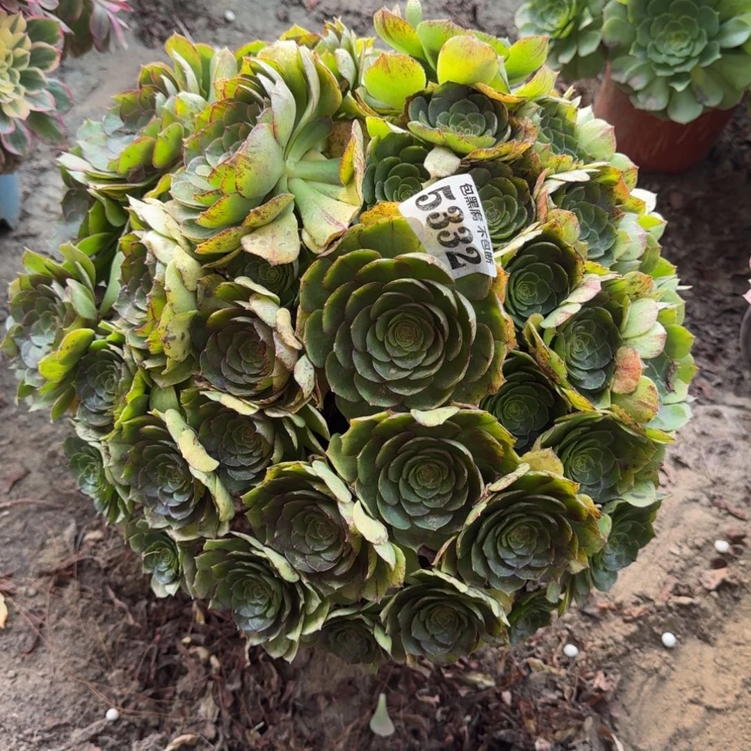 法师万拉丝5332 18-7