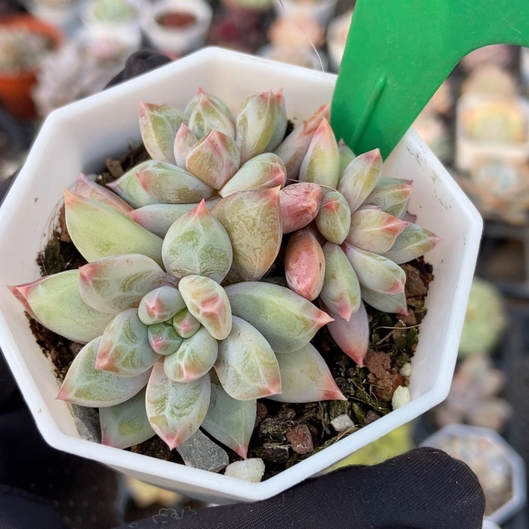 843梦幻美人多肉植物保护