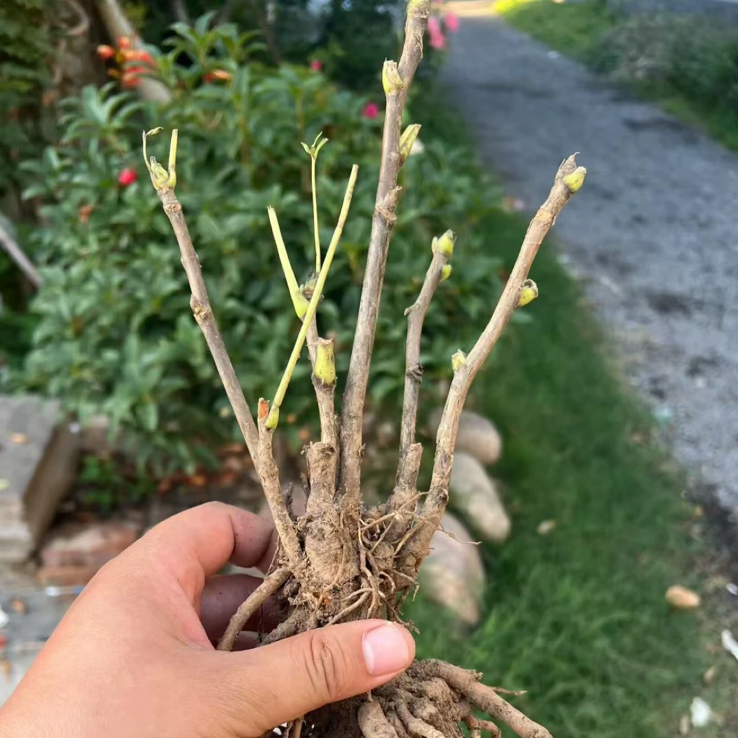 洛阳小老妹牡丹福袋专用2年洛阳红牡丹苗