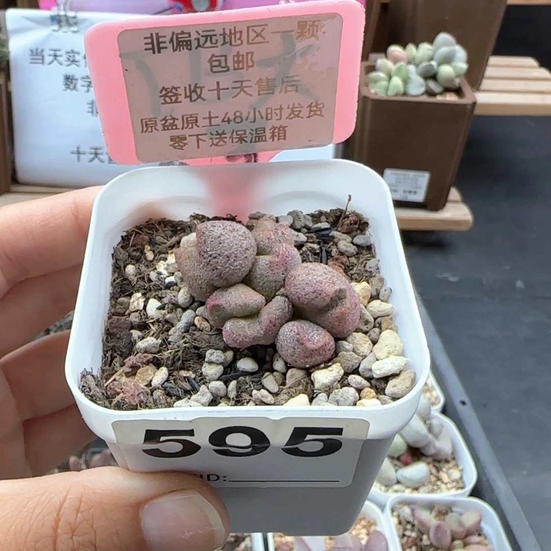 595蜜桃格林多肉