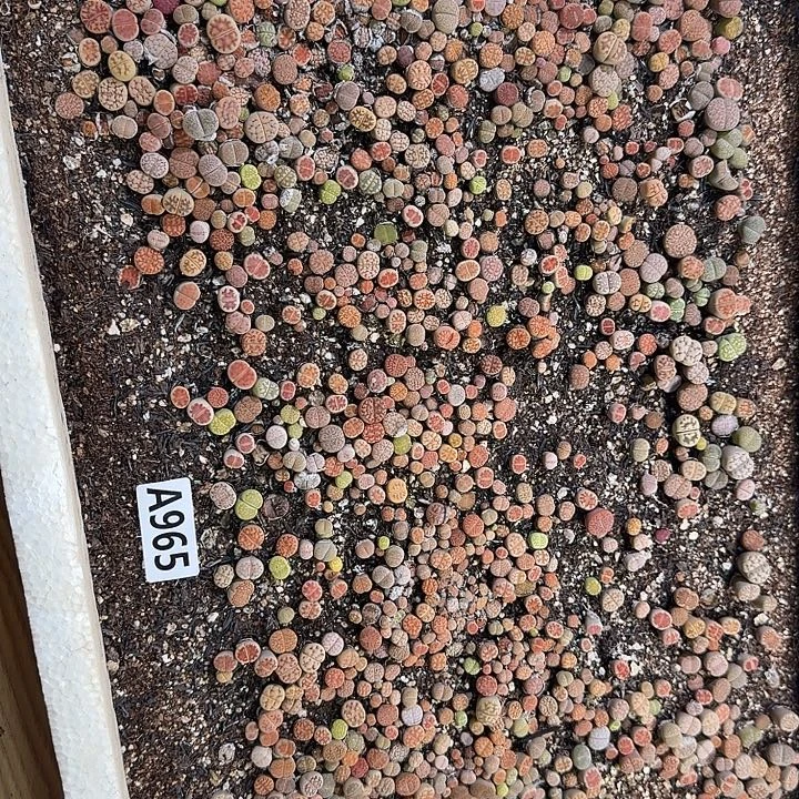 生965石花整筐脱土发货