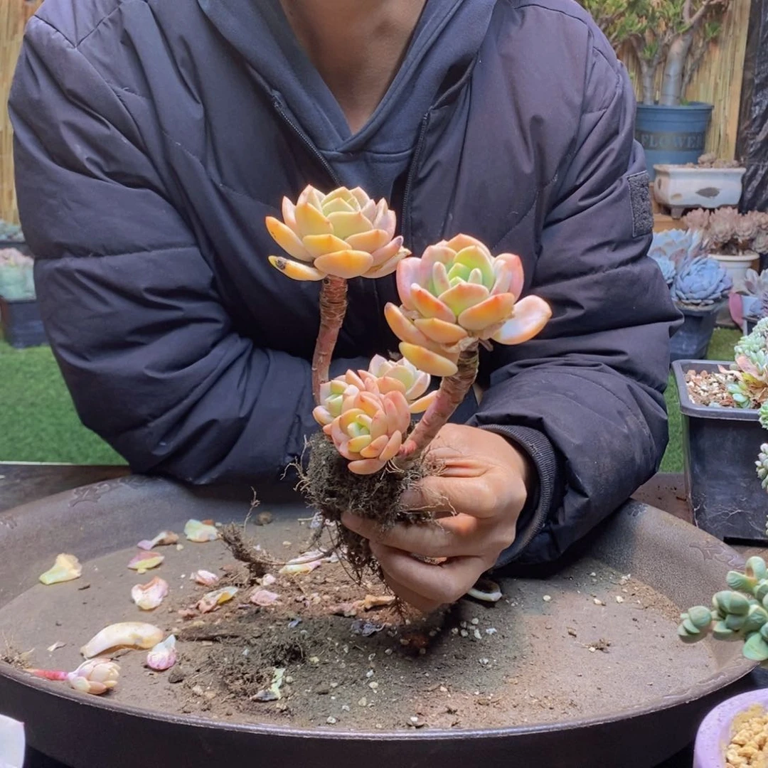 L**H32号白月光老桩