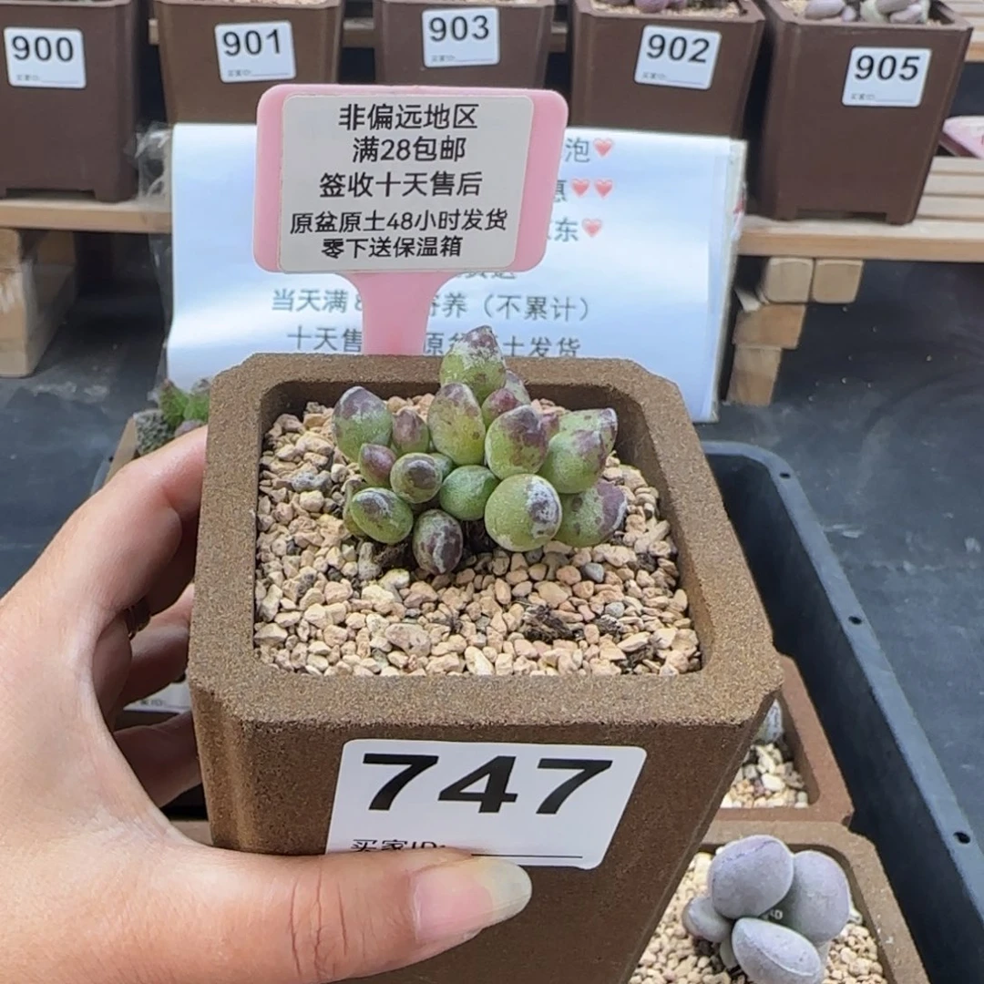 747鼓槌多肉植物