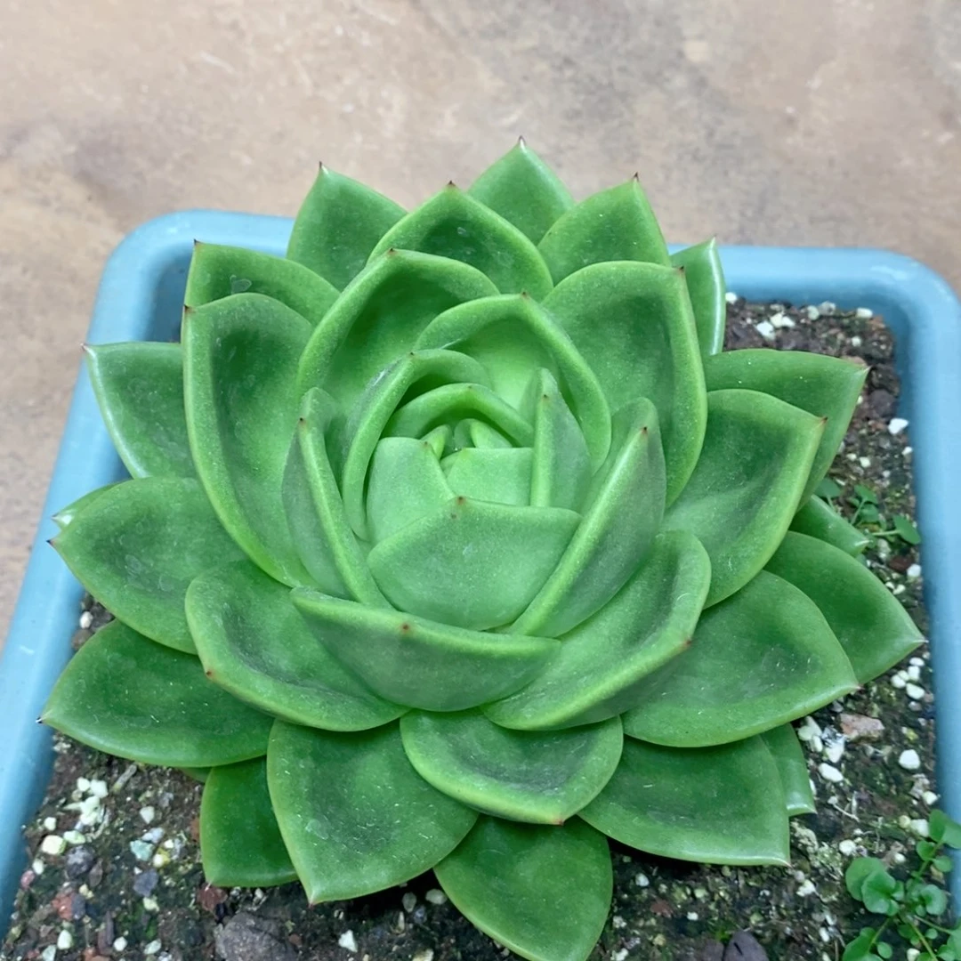 三**花福利特价翠花好看