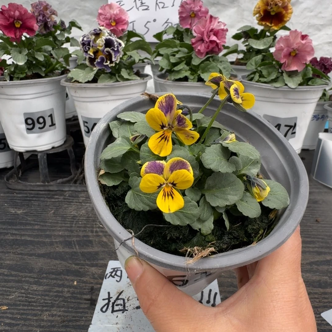 全部花朵617号梦坊