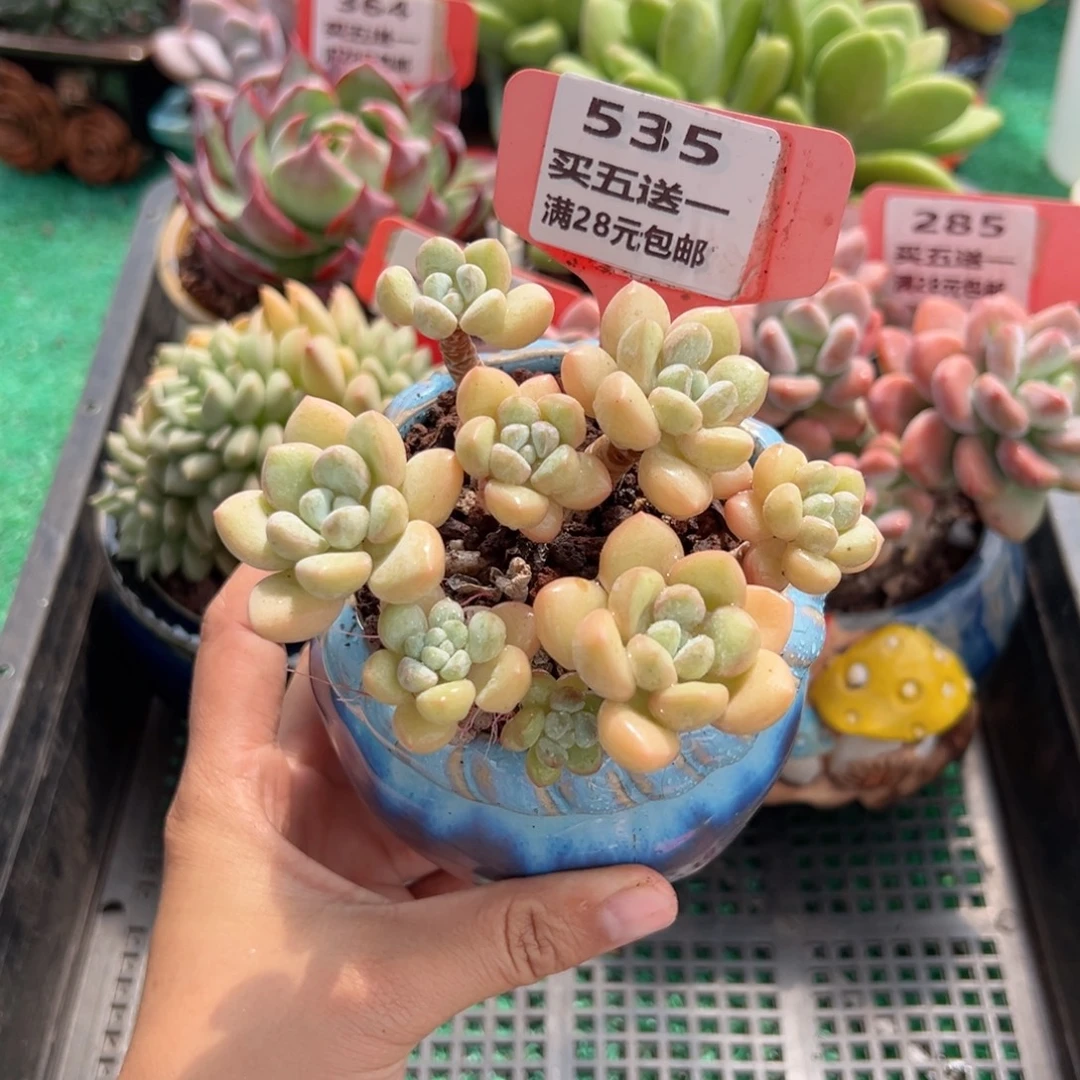 表妹精品多肉植物535.