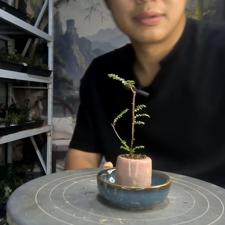 ?****?中青园艺一物一拍90