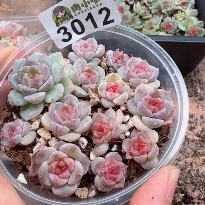 多肉植物多肉植物