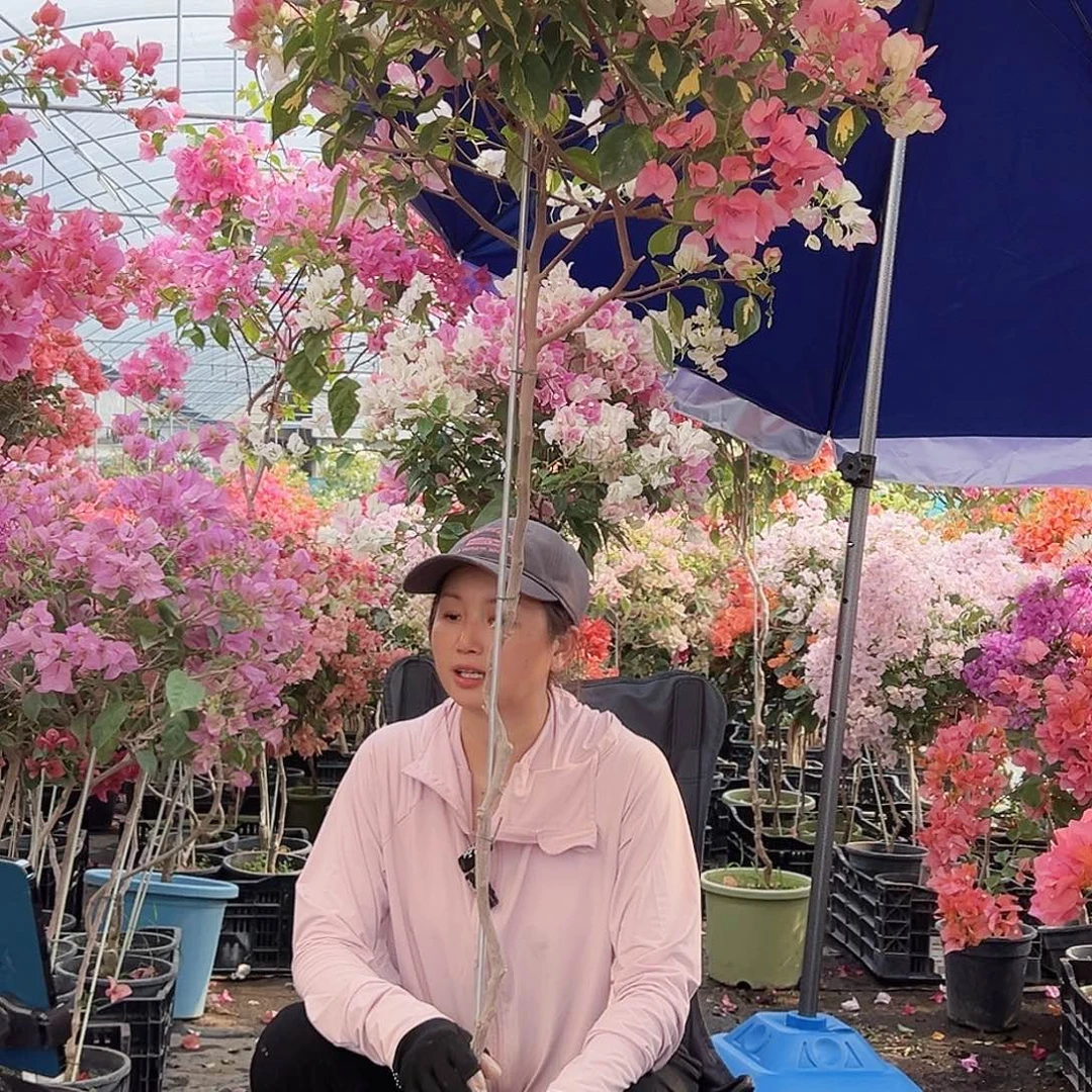 唱***调大部分花苞少量开放M100金心橙白