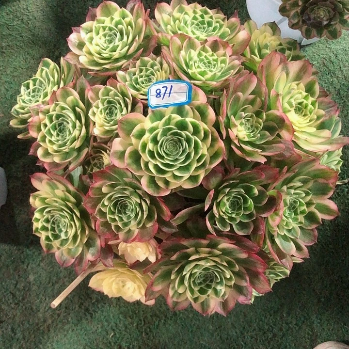 871海王多肉法师