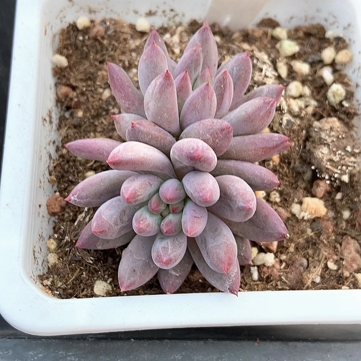 多肉植物虞美人1047