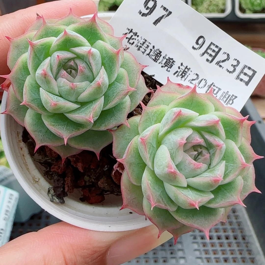 花语逸镜0923-97散