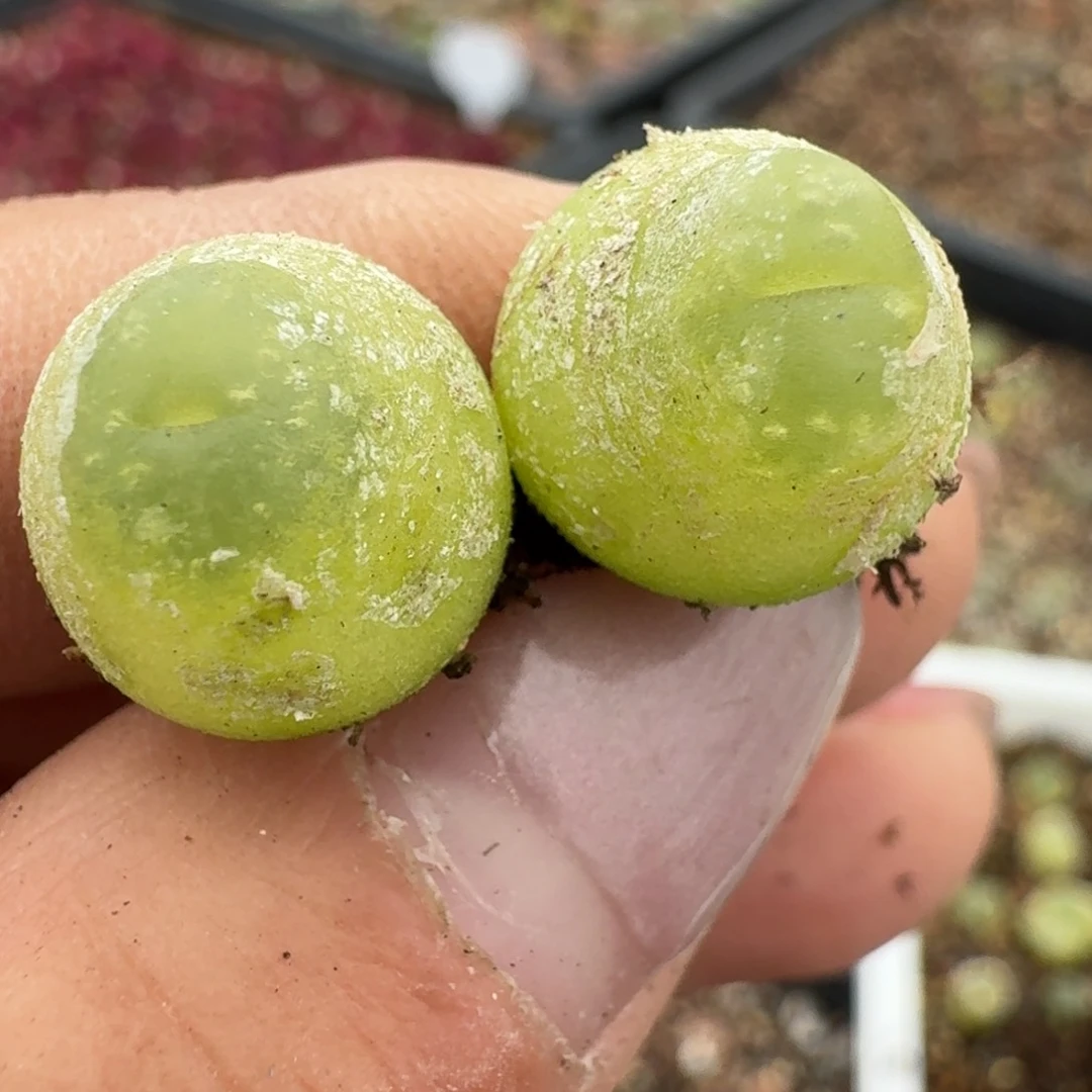 85两颗0000000000000