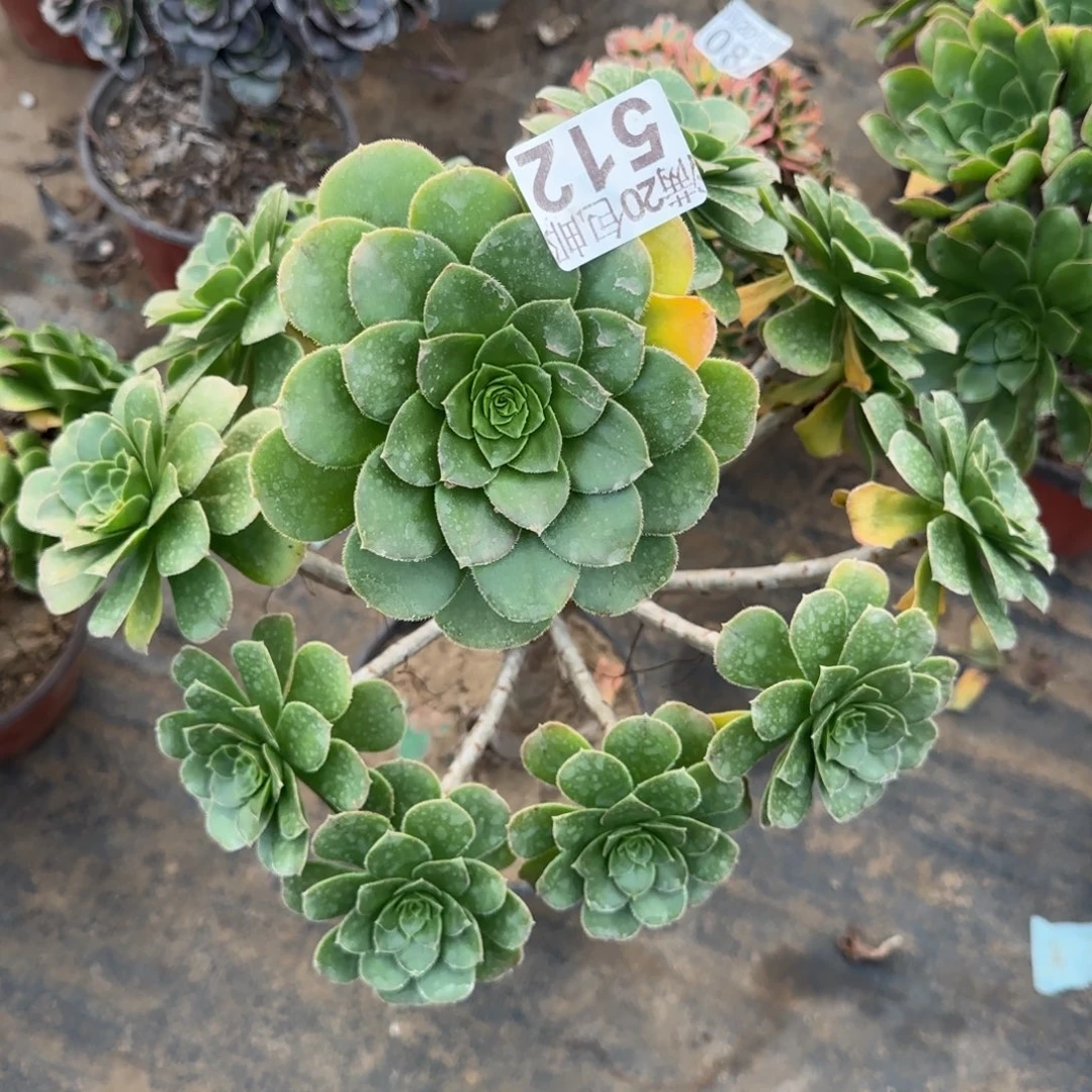 绿豆512满20包邮断枝不包