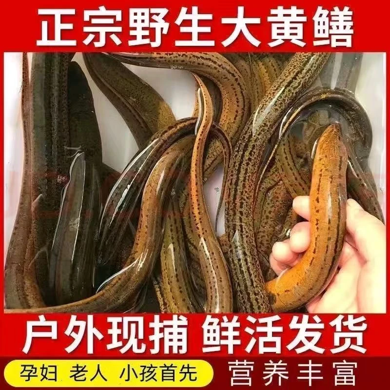 鲜活土黄鳝现捕，纯野天然河湖土黄鳝，活体到家2斤/3斤装
