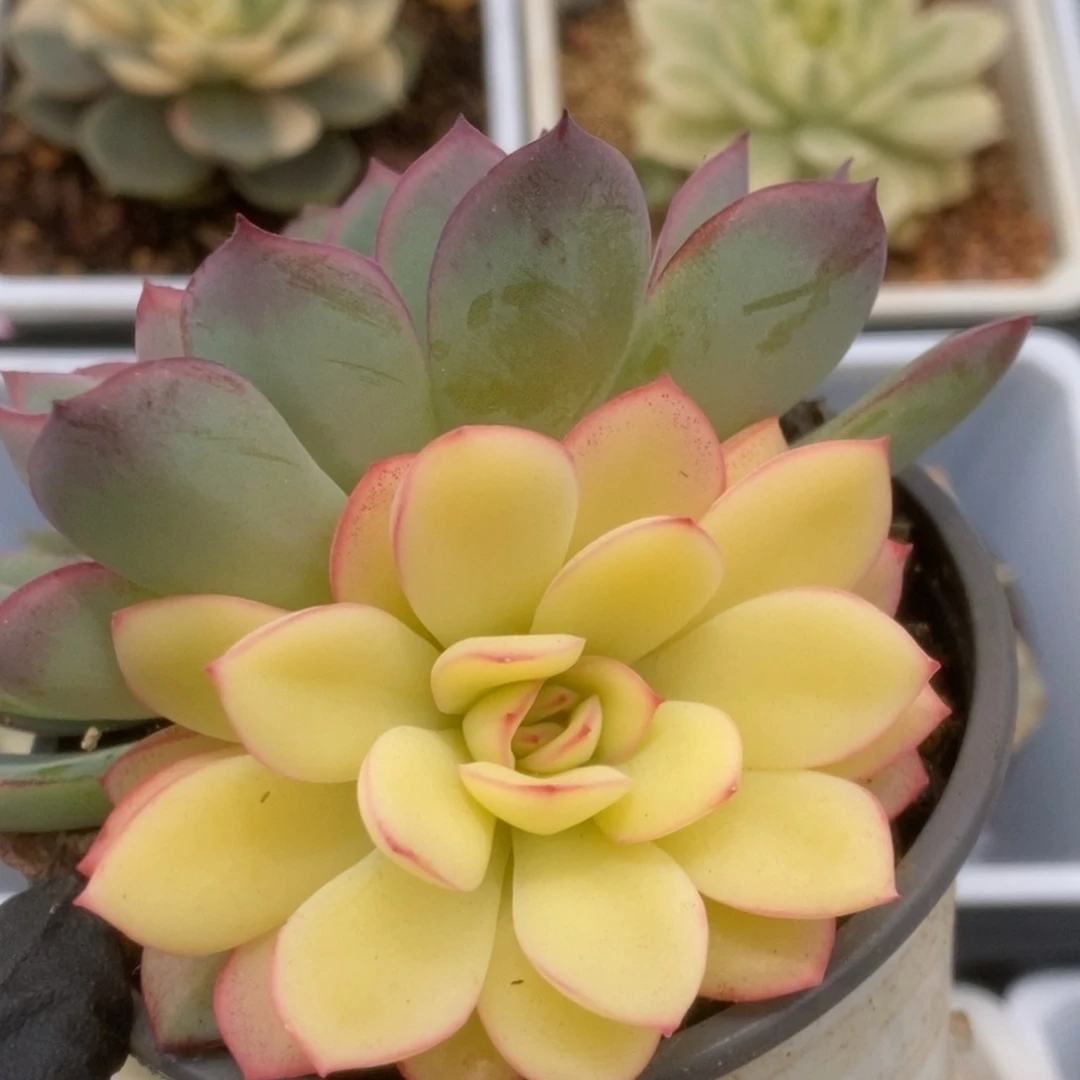 549花月夜锦锦锦锦锦
