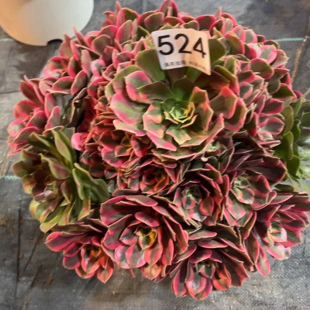 雪***黎我是真的很喜欢这个