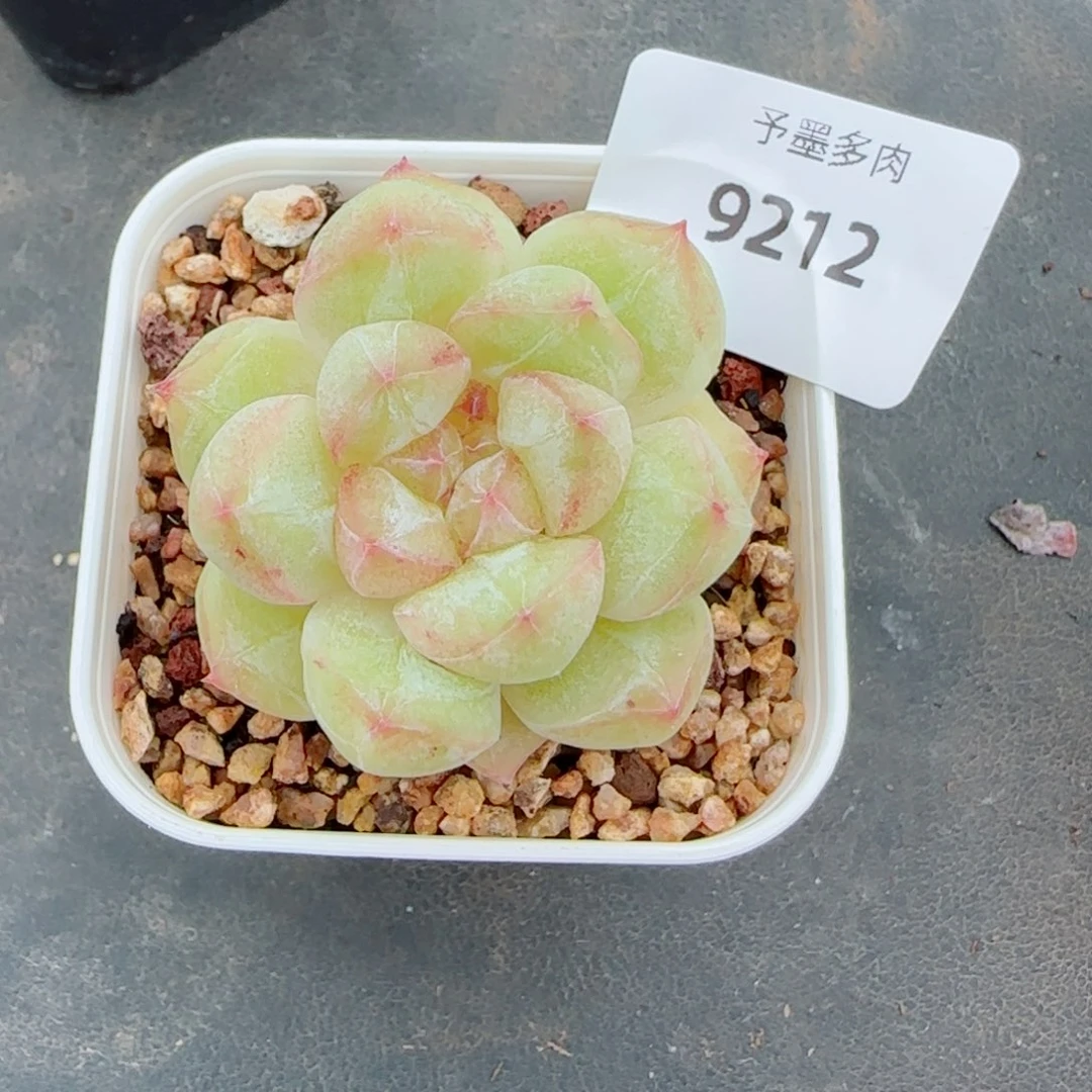旺**喜钻石珍妮石化，9212多肉植物