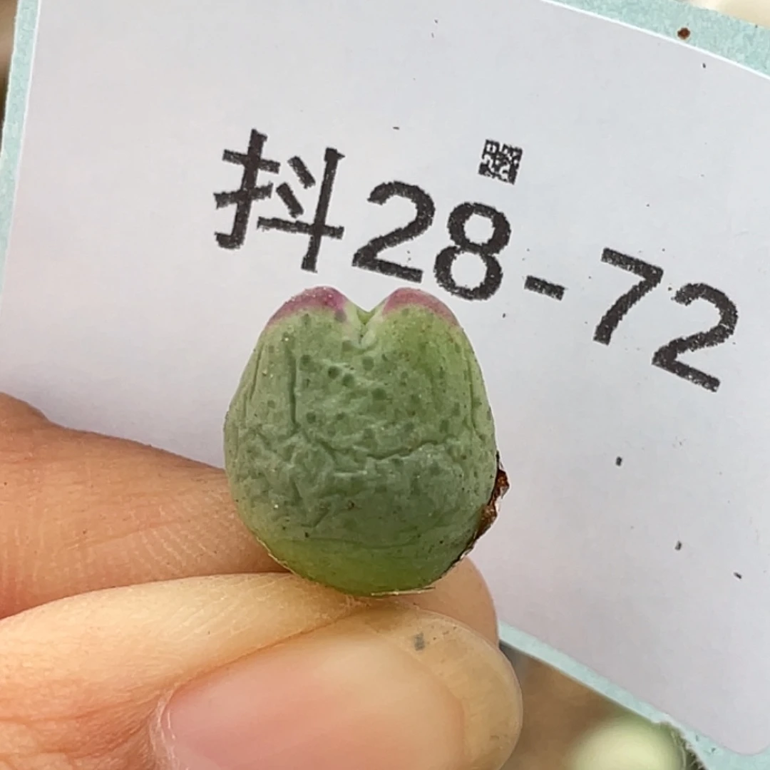28-72白花比卡丘多肉植物