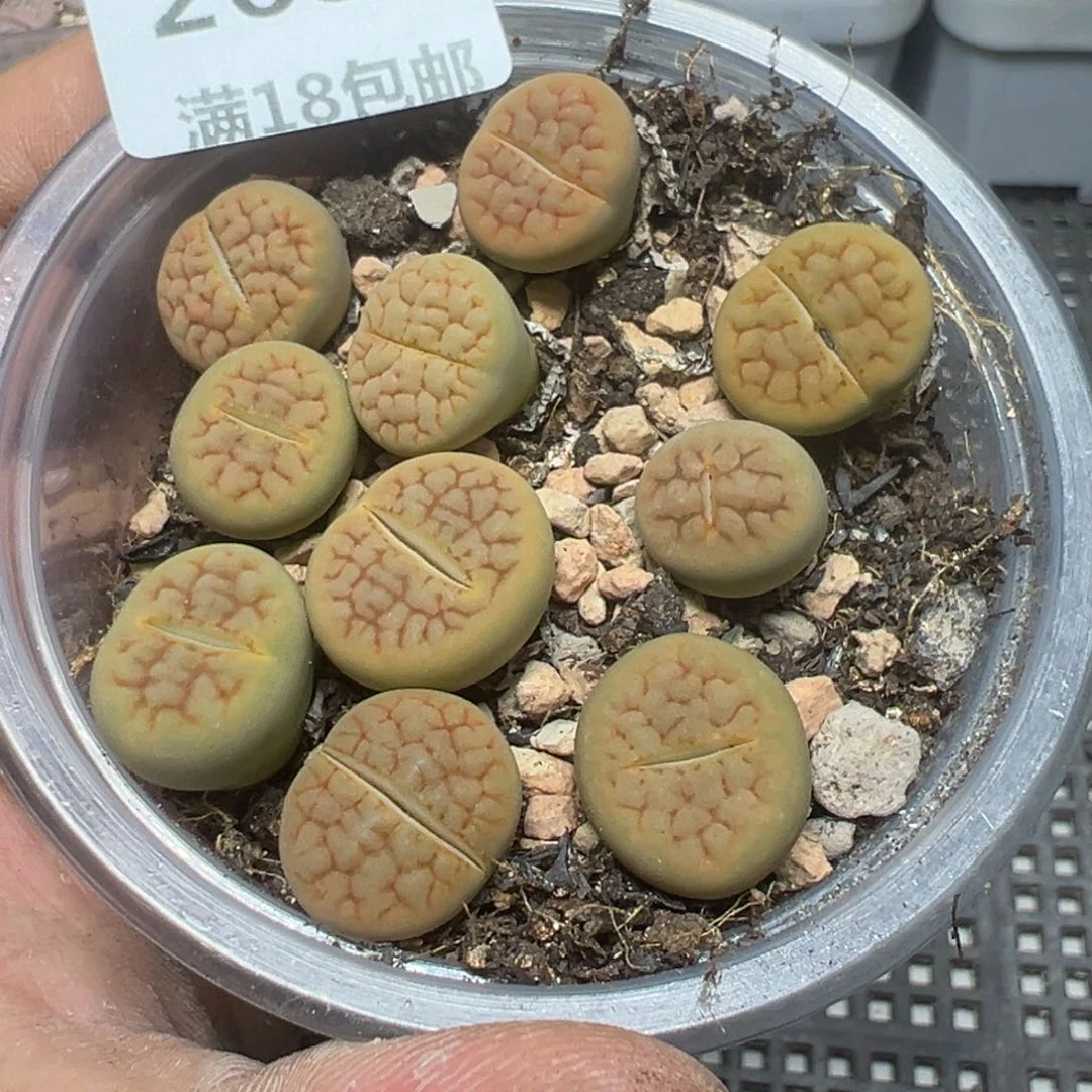 【闪购商品】 268。