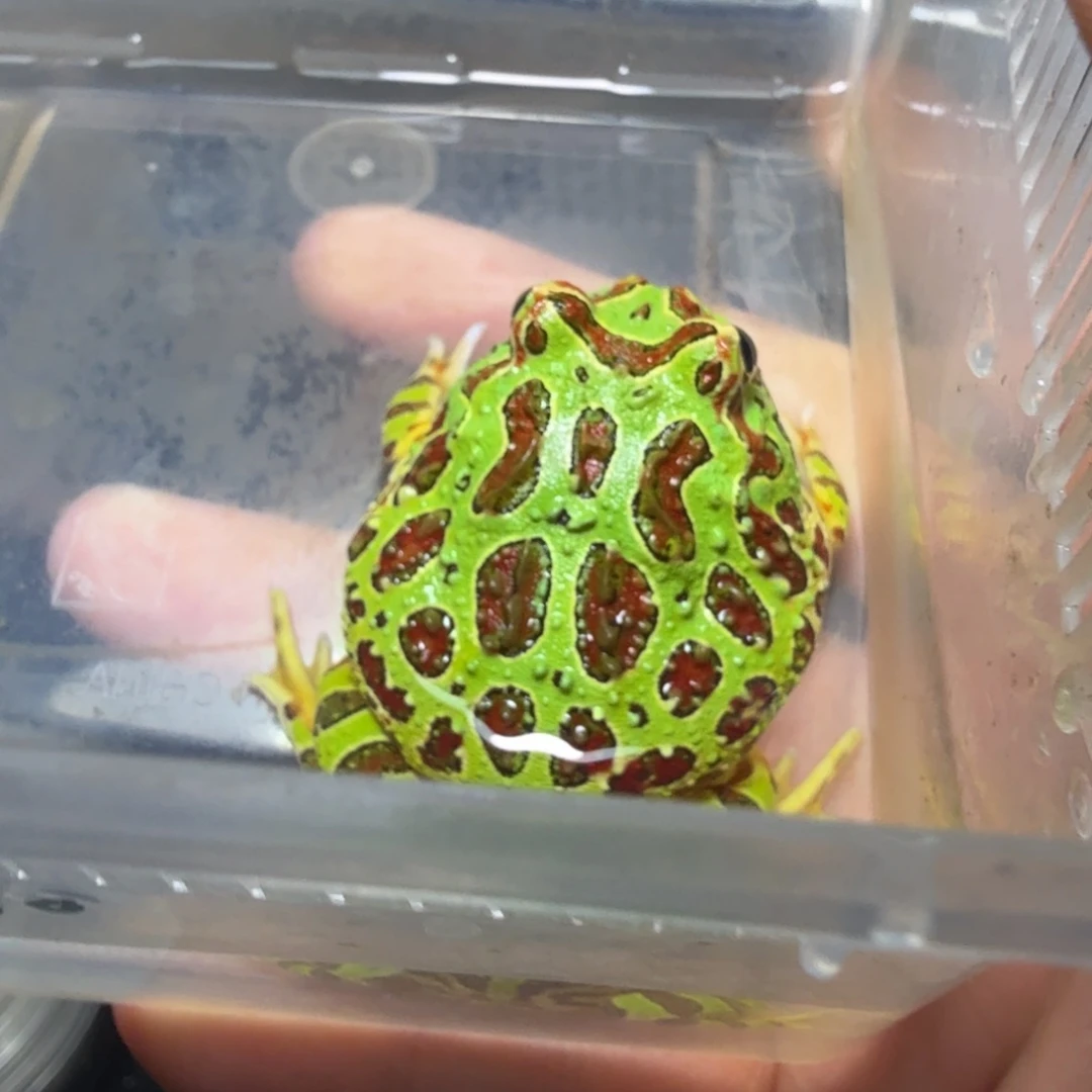 小***儿角蛙钟角啊啊啊啊啊