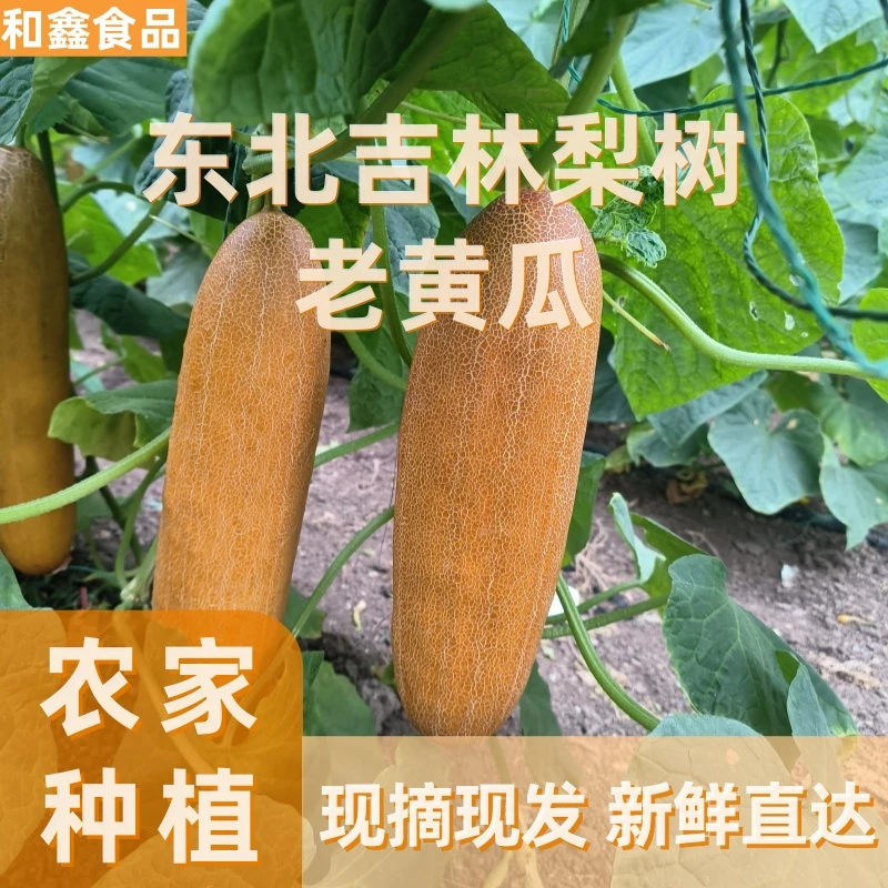 东北吉林梨树自家种植新鲜麻皮老黄瓜农家蔬菜可炖汤现摘现发
