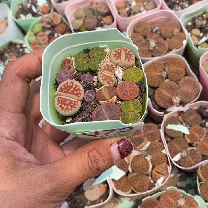 鱼*朵生石花等植物073