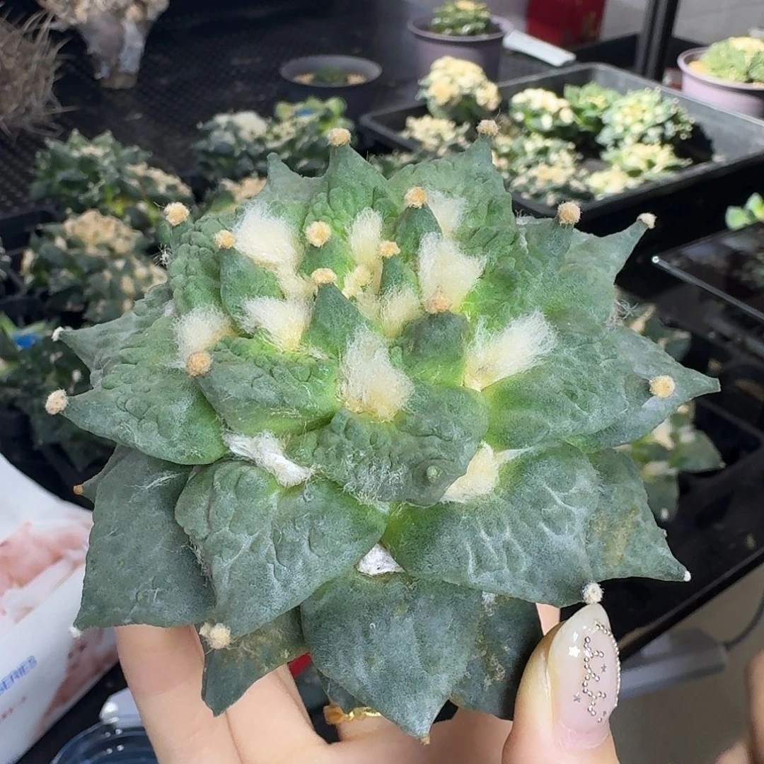 养***尼花友专拍（1234567）