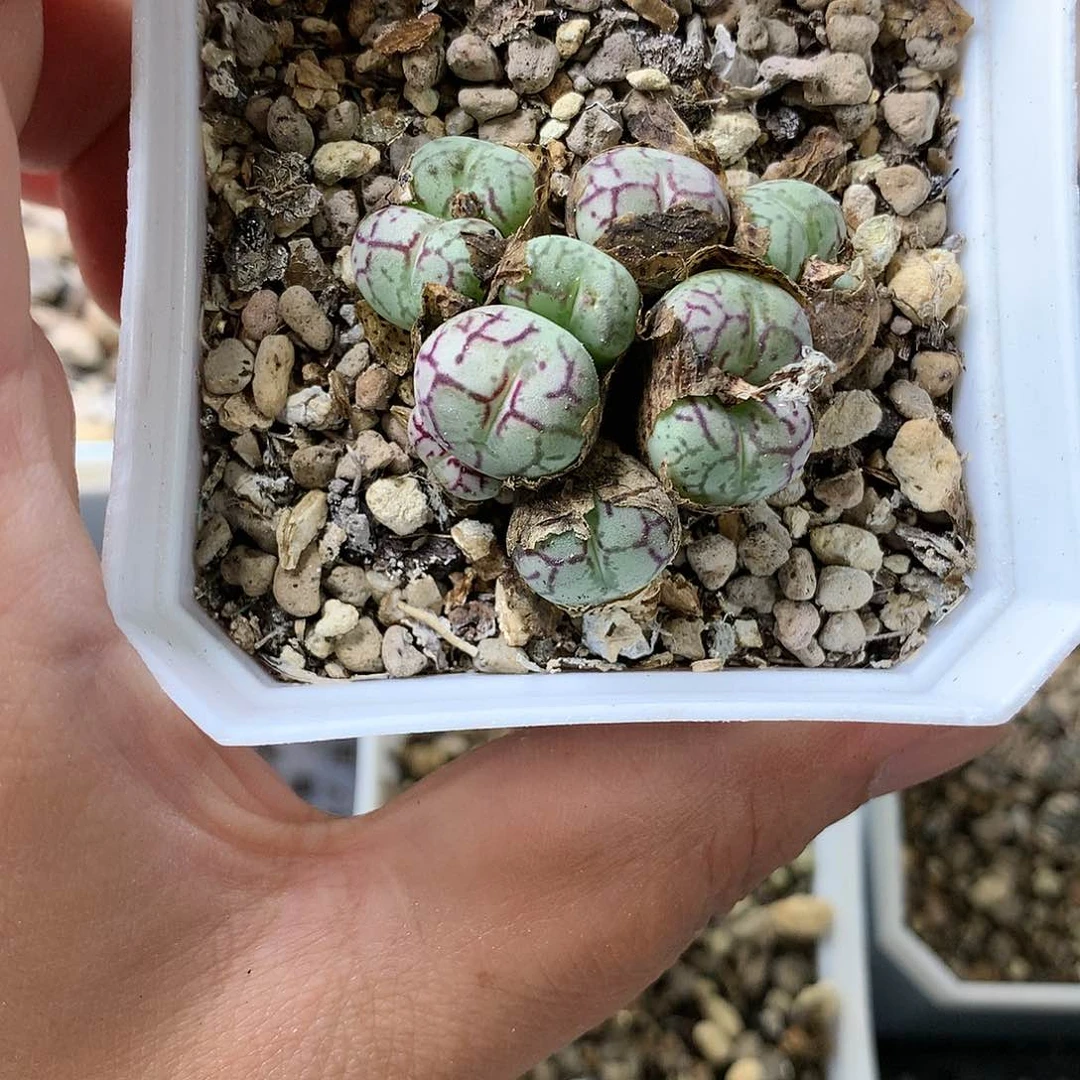Z**幻K60多肉植物保护