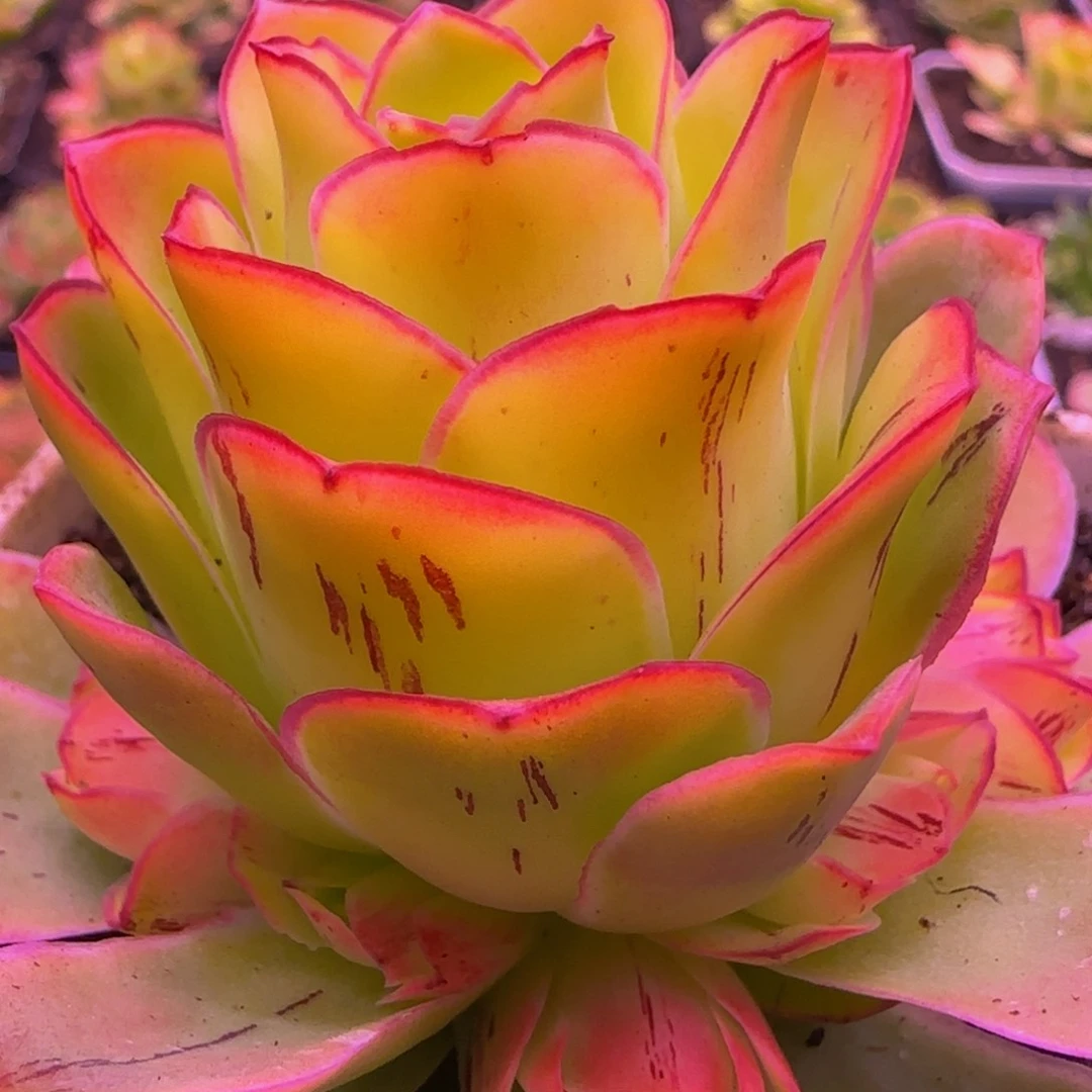 胭脂扣捧花132353525672486834