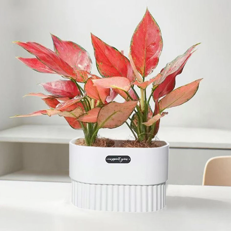 【吉利红】红如意绿植盆栽室内客厅办公好养懒人盆红色植物美化