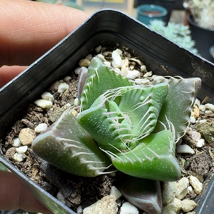 690须鲸脱土发货一个随机