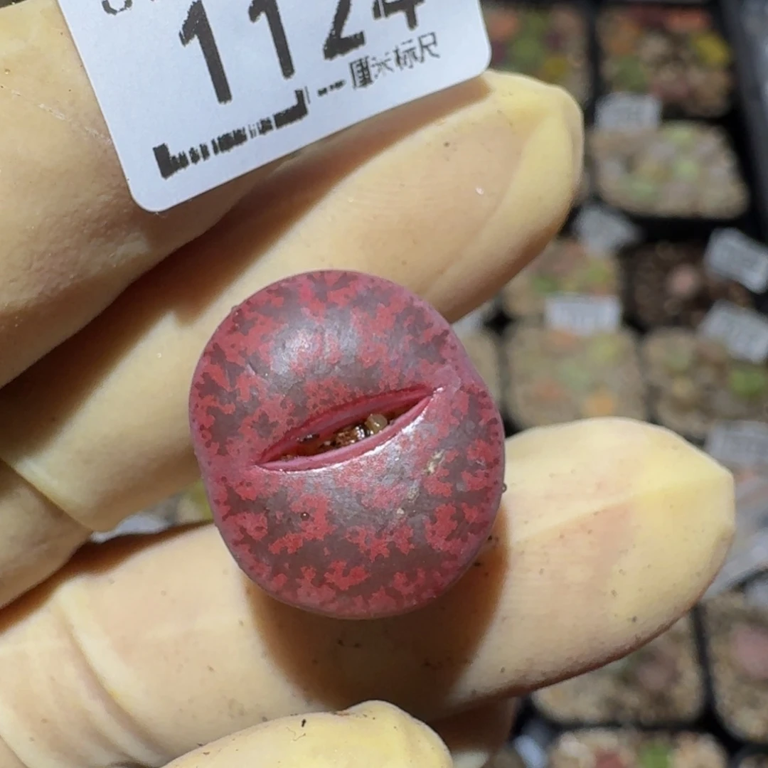 无***影zzzz精品生石花1124