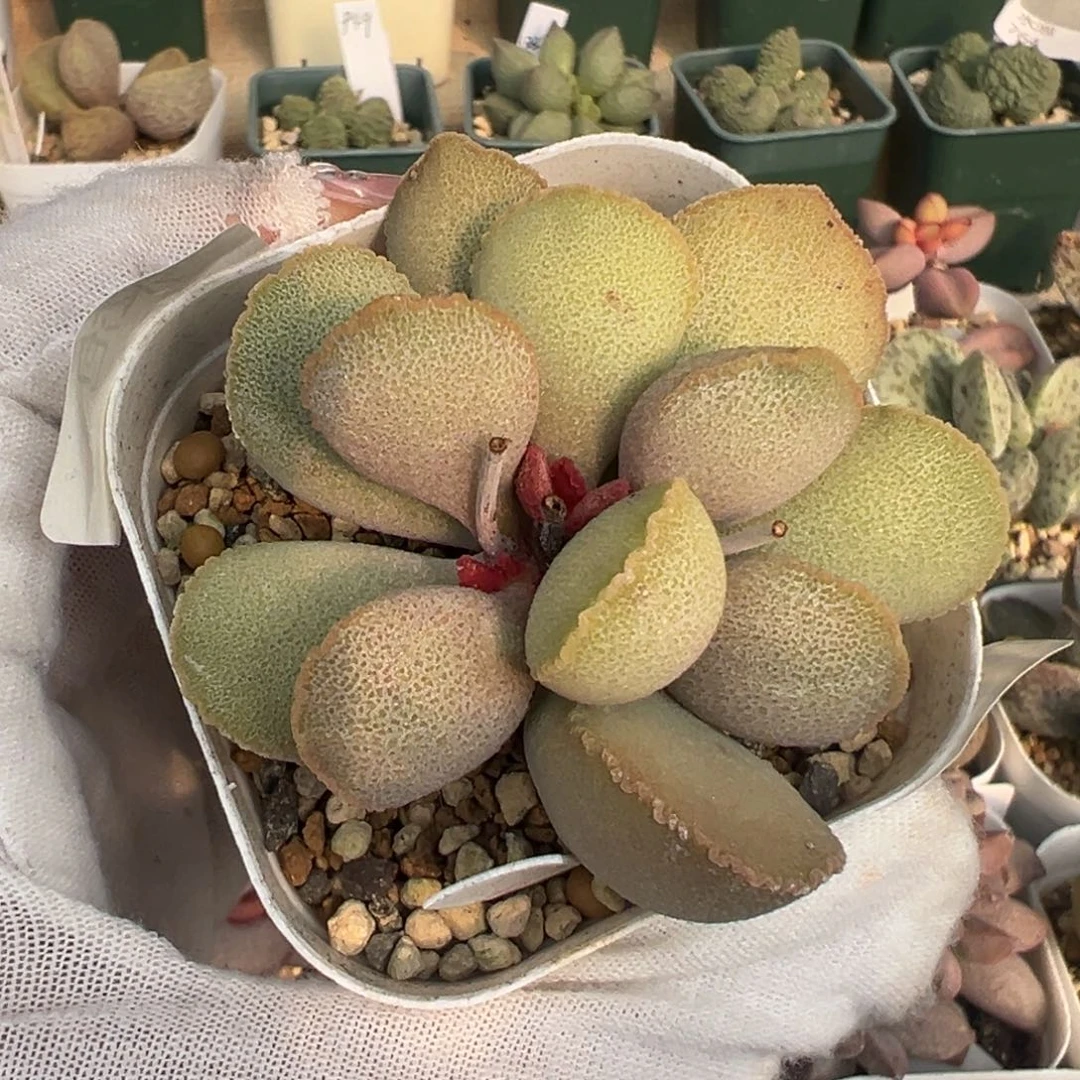 960花朵型一颗超干净鸡蛋卷