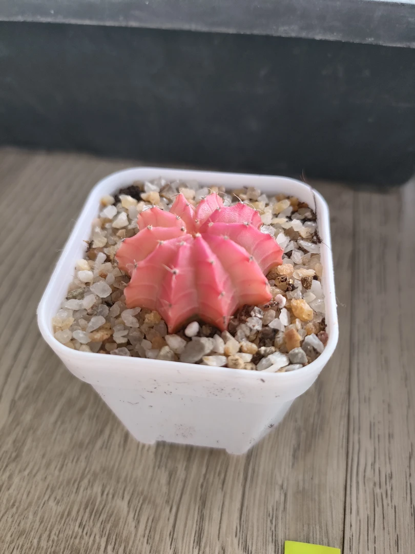 肋骨牡丹仙人球~   ~