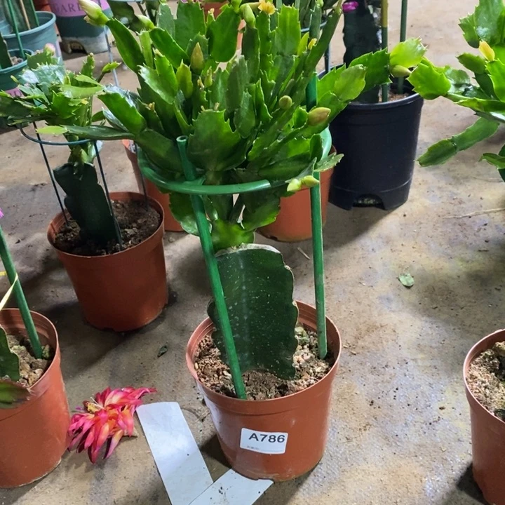 大部分花苞少量开放用****3786嫁接2228