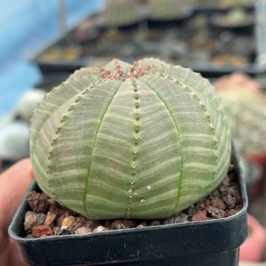 当前无花栽培后可以开花实生斑马纹欧布